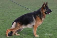 public/dog_images/882/1763727998.Izmir von der Alexander.jpg